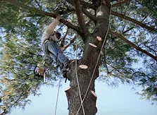 Reliable garden landscaping for outdoor upgrades across Lodi, CA - Duran Tree and Yard Service