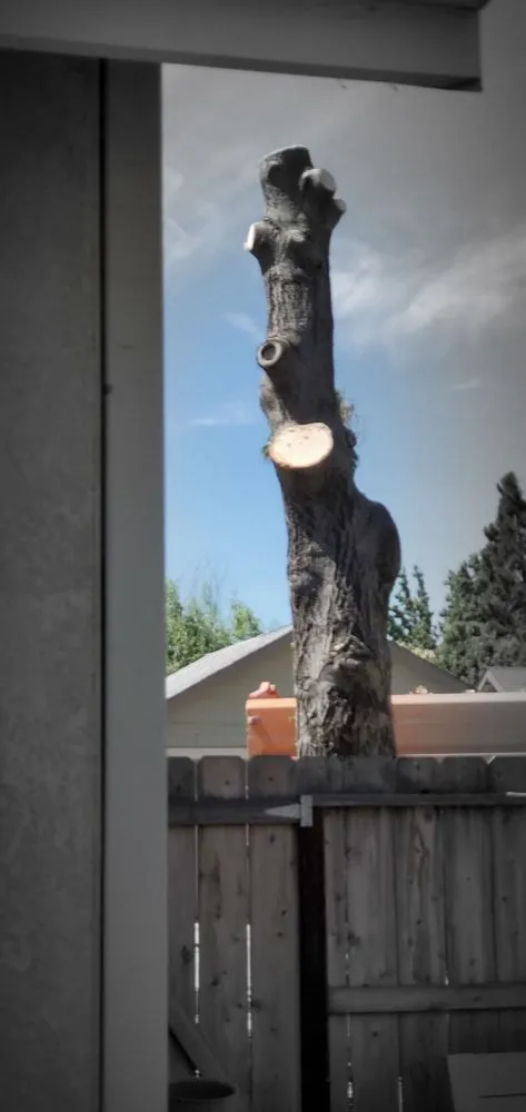 Reliable landscape installation in Lodi, CA - Duran Tree and Yard Service