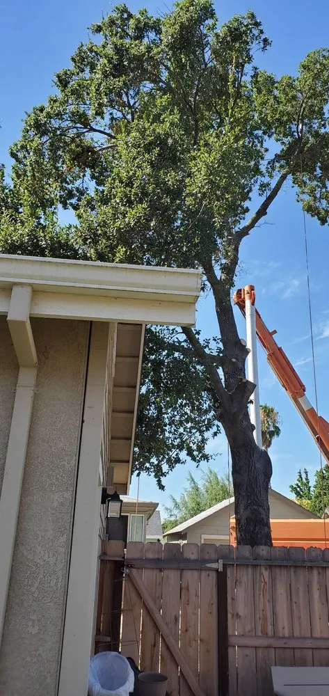 Reliable landscape installation for year-round maintenance across Lodi, CA - Duran Tree and Yard Service