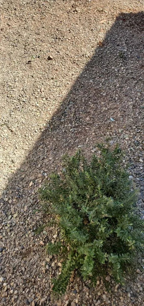 Professional landscape design in Lodi, CA - Duran Tree and Yard Service