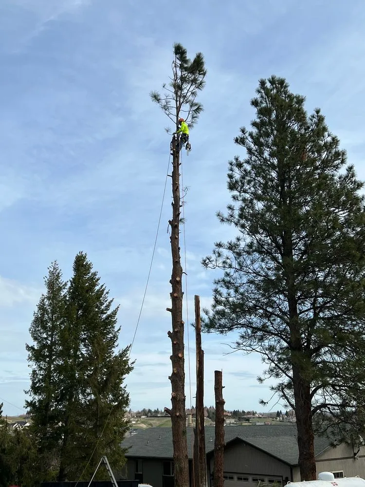 Expert lawn care service in Yakima, WA - Duran's Tree Service