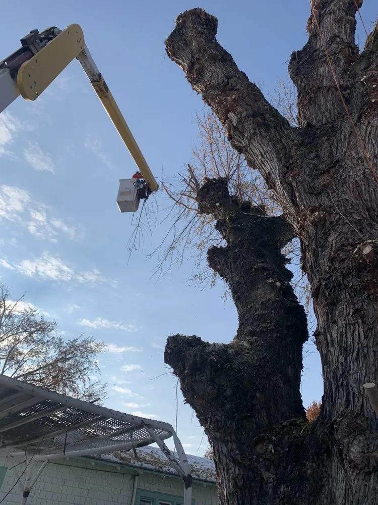 Reliable landscape design in Yakima, WA by Duran's Tree Service