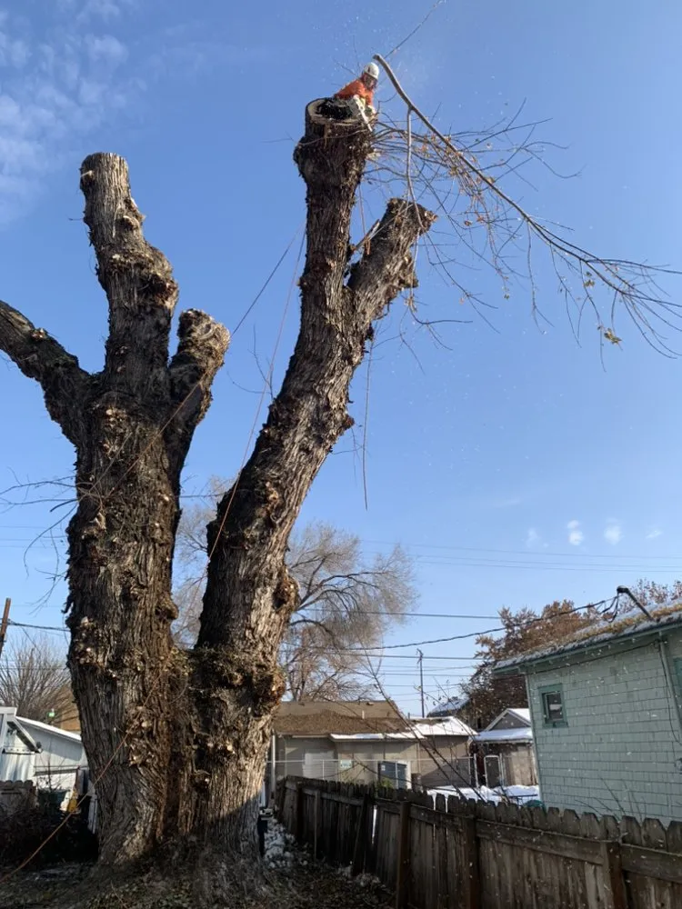 Professional landscaping services experts serving Yakima, WA - Duran's Tree Service