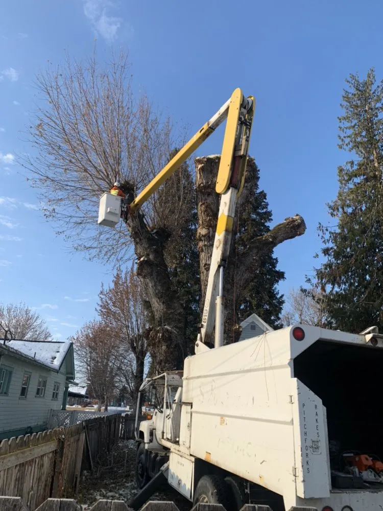 Expert lawn care service experts serving Yakima, WA - Duran's Tree Service