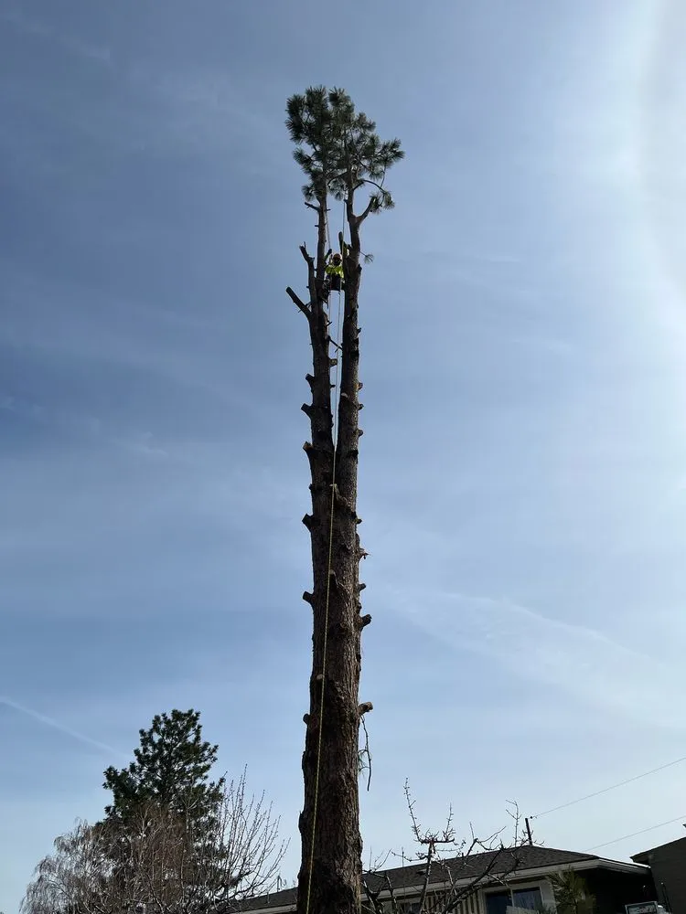 Custom lawn care service in Yakima, WA - Duran's Tree Service