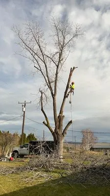 Duran's Tree Service Logo