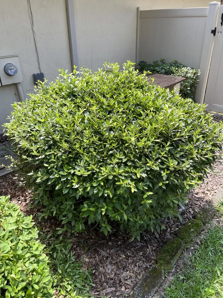 Reliable lawn mowing service in Winter Haven, FL by Durden Industries