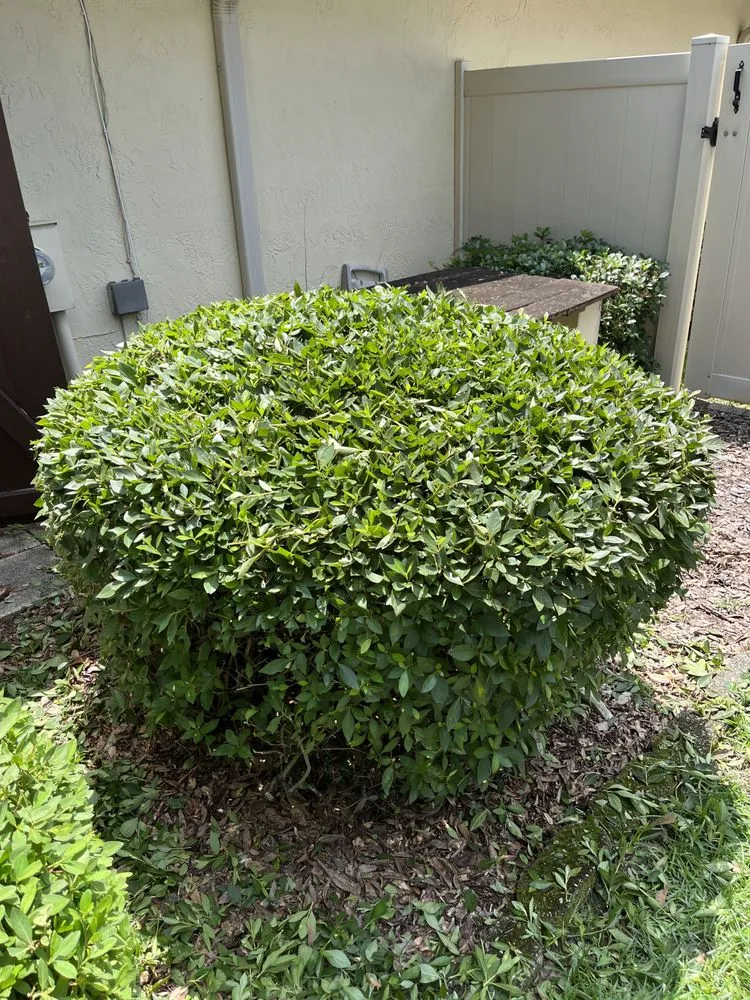 Affordable lawn care service experts serving Winter Haven, FL - Durden Industries