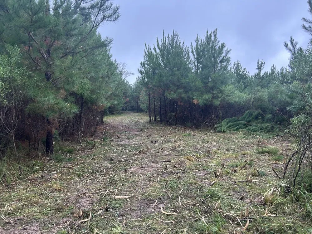 Professional yard maintenance experts serving Burke, TX - Duren Land Management