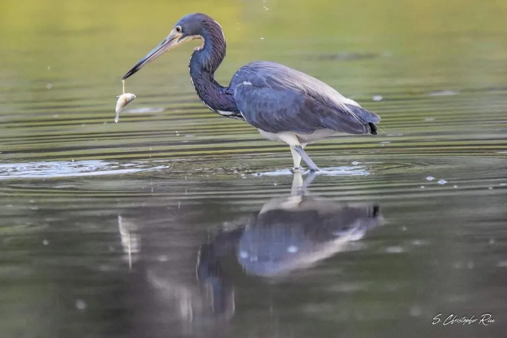 Affordable yard maintenance in Aransas Pass, TX by Dust Angels Cleaning & More