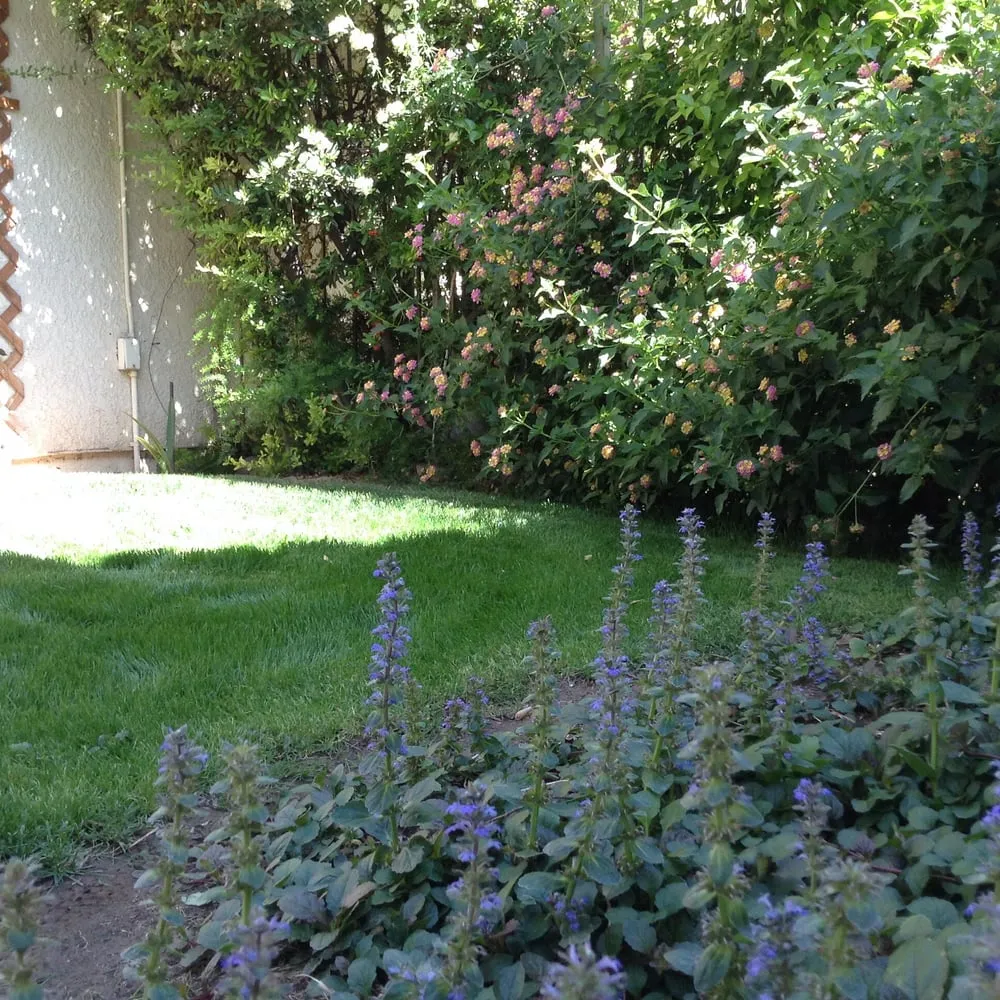 Expert landscape installation in Tucson, AZ by Dust Devil Landscaping LLC