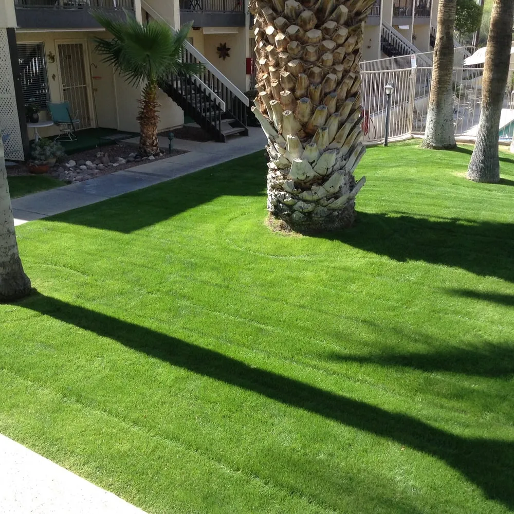 Expert landscaping services near you in Tucson, AZ by Dust Devil Landscaping LLC