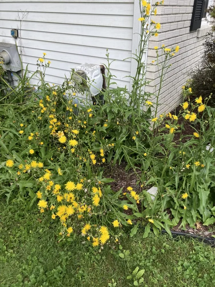 Reliable landscaping services for outdoor upgrades across Saginaw, MI - Dusting Duo