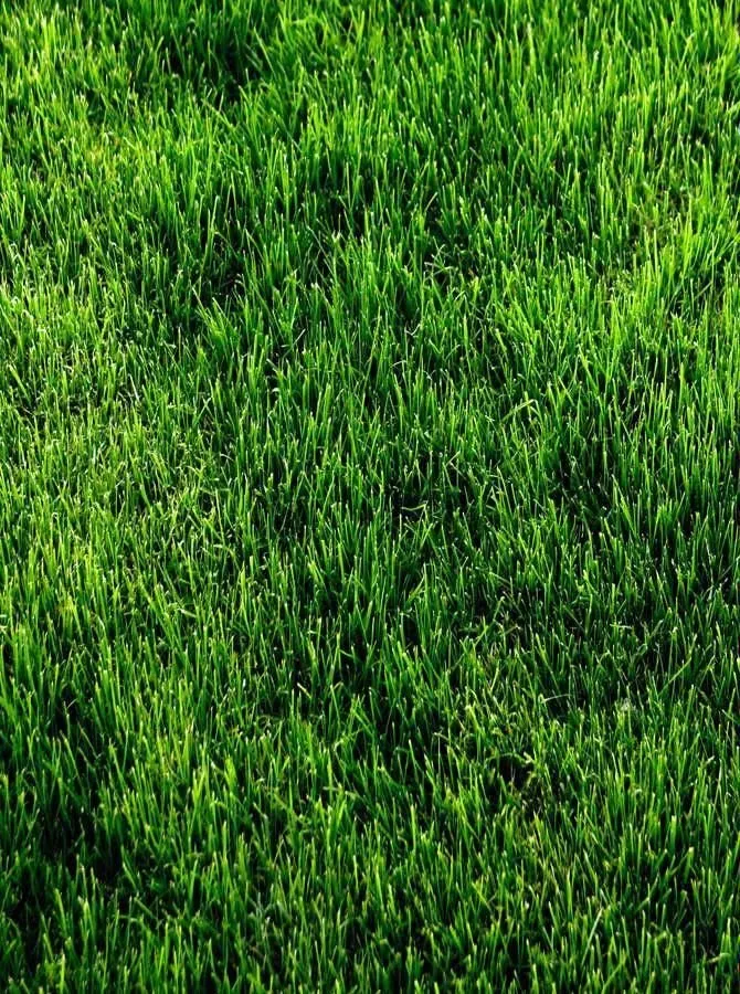 Professional outdoor landscaping in Plant City, FL by Dustin's Land n Lawn