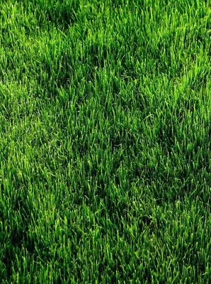 Dustin's Land n Lawn Logo