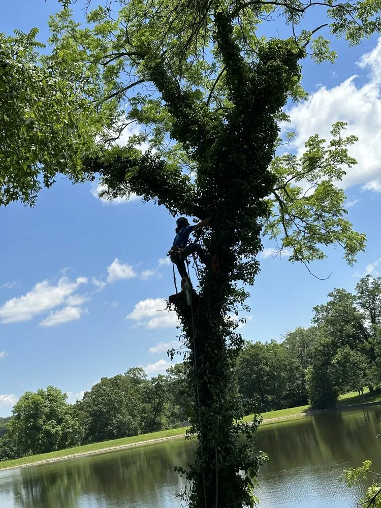 Top-rated landscaping services in Bloomsdale, MO - Dustins Lawn and Tree Service