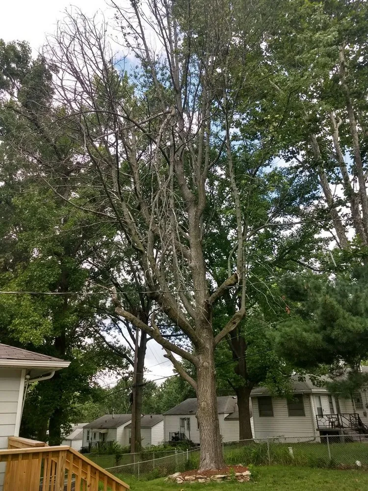 Reliable yard maintenance in Bloomsdale, MO by Dustins Lawn and Tree Service