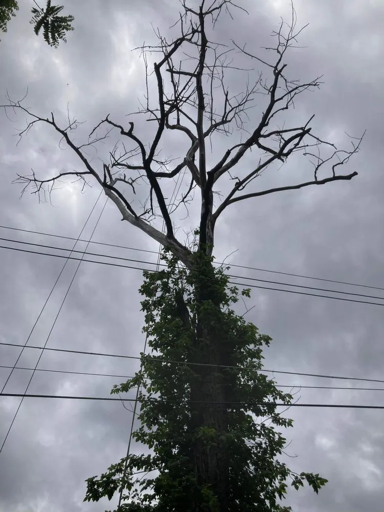Reliable yard maintenance for outdoor upgrades across Bloomsdale, MO - Dustins Lawn and Tree Service