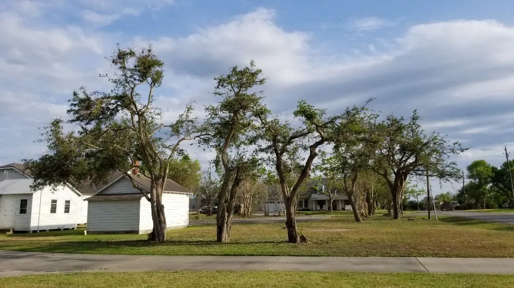 Custom lawn mowing service for residential properties across Victoria, TX - Dusty Truck Landscaping