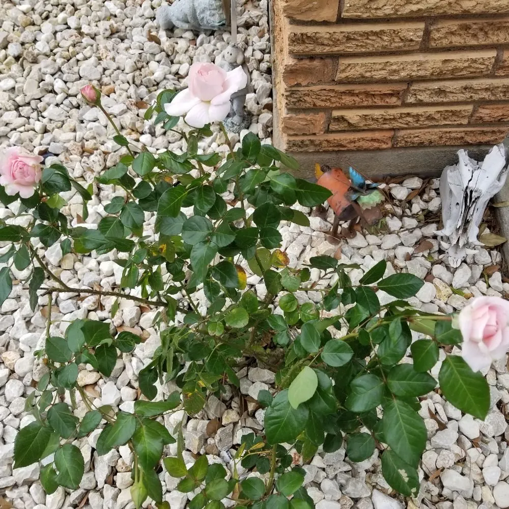 Trusted garden landscaping for beautiful yards across Victoria, TX - Dusty Truck Landscaping