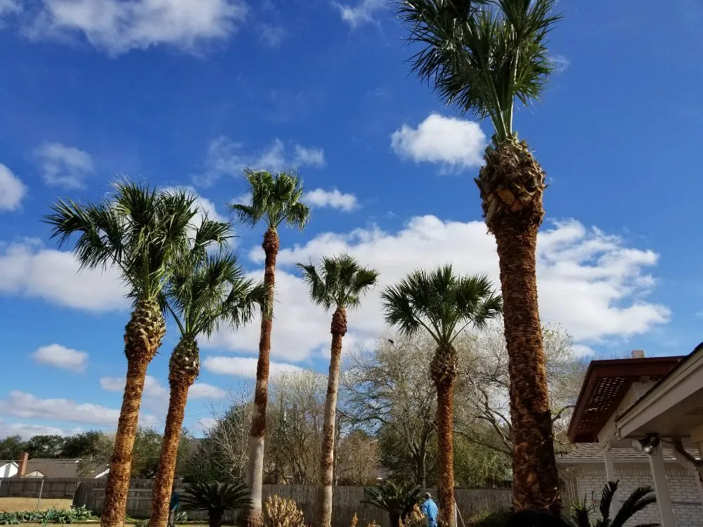 Reliable yard cleanup service in Victoria, TX - Dusty Truck Landscaping