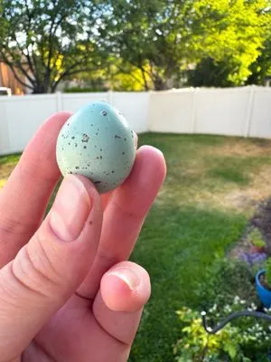 Dusty's Professional Yard Services Logo