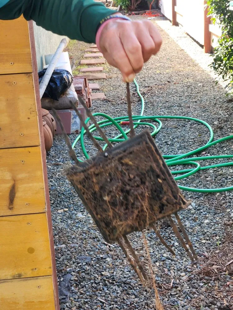 Affordable landscape installation in Oceanside, CA by Dutch Drain