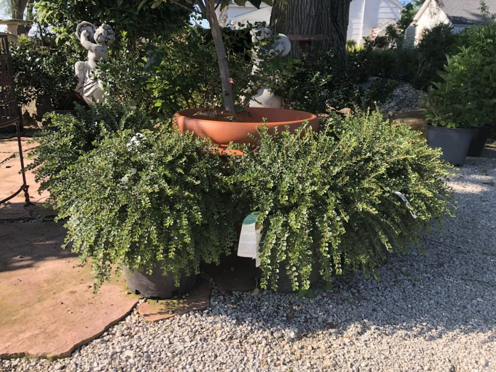 Affordable outdoor landscaping for outdoor upgrades in Metamora, IL by Dutch Landscaping