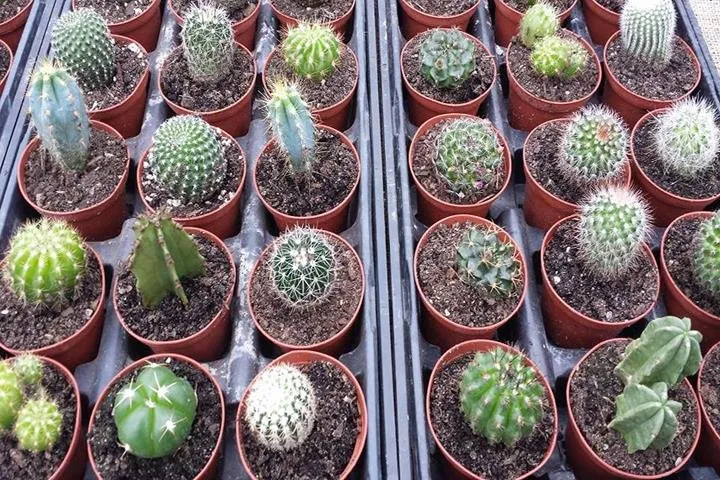 Affordable landscaping services for beautiful yards across Pella, IA - Dutch Meadows Garden Center & Lanscaping