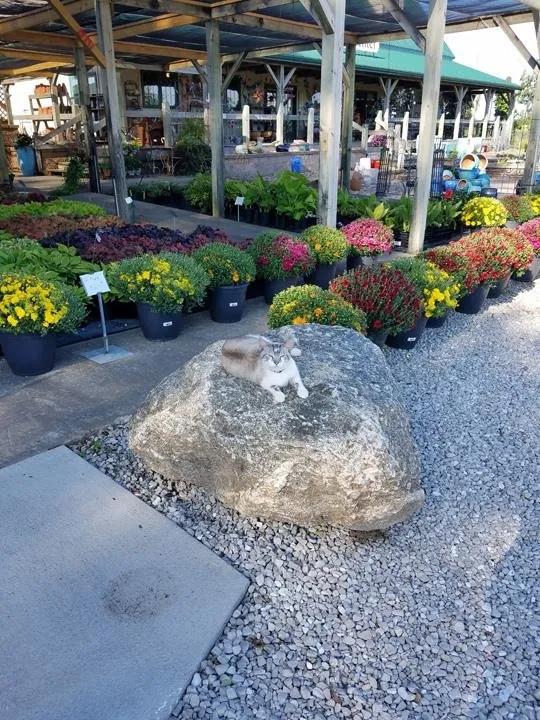 Trusted landscaping services near you across Pella, IA - Dutch Meadows Garden Center & Lanscaping