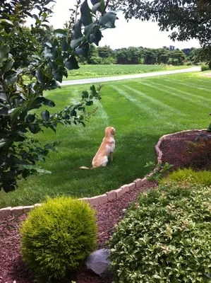 Dutch Neck Lawn and Landscape