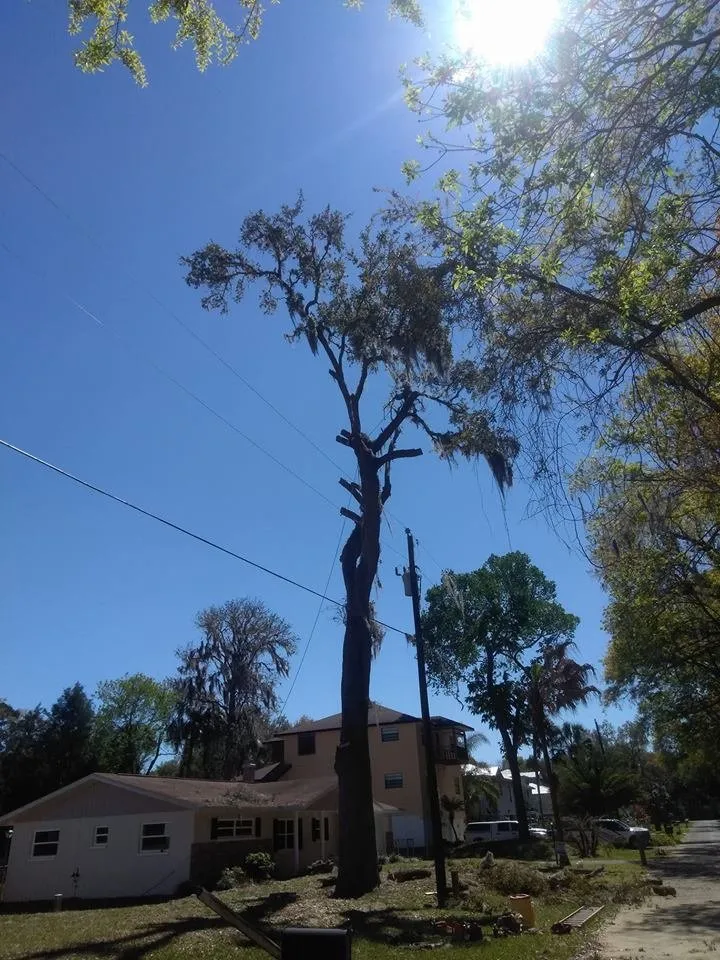 Trusted lawn care service for outdoor upgrades across Crystal River, FL - Dutcher's Lawn & Tree Service