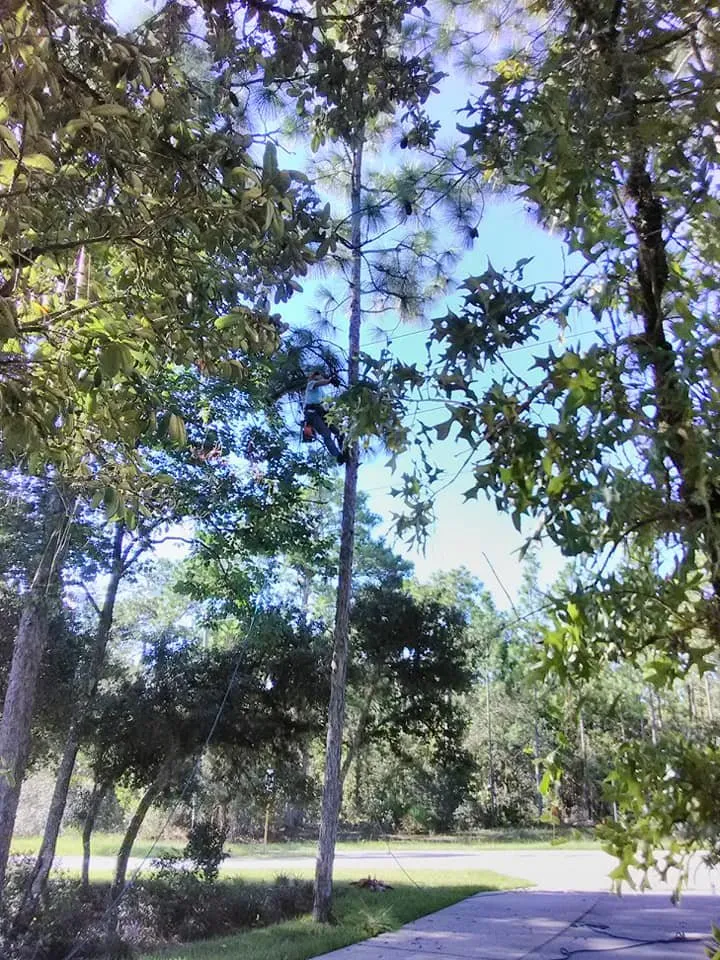 Affordable outdoor landscaping near you in Crystal River, FL by Dutcher's Lawn & Tree Service