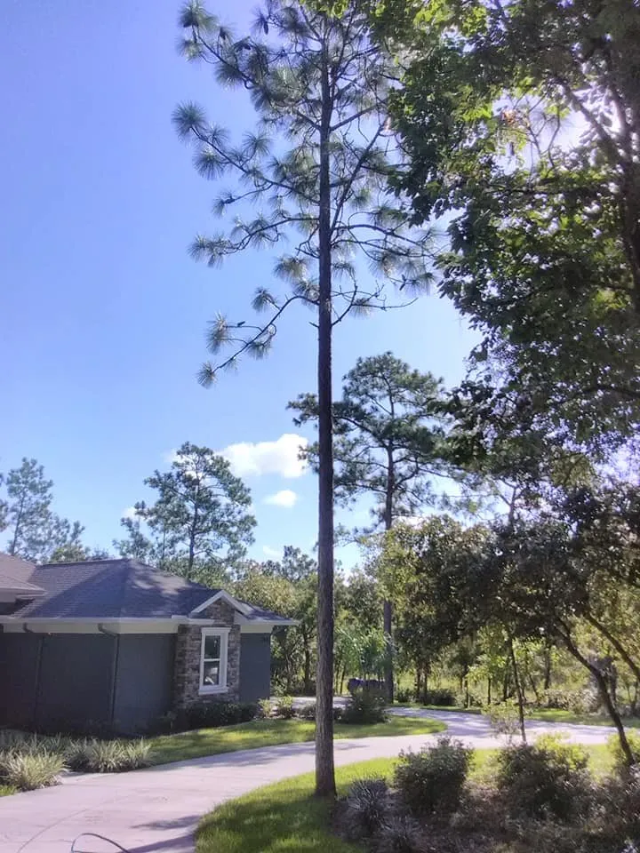 Professional landscape installation for beautiful yards across Crystal River, FL - Dutcher's Lawn & Tree Service