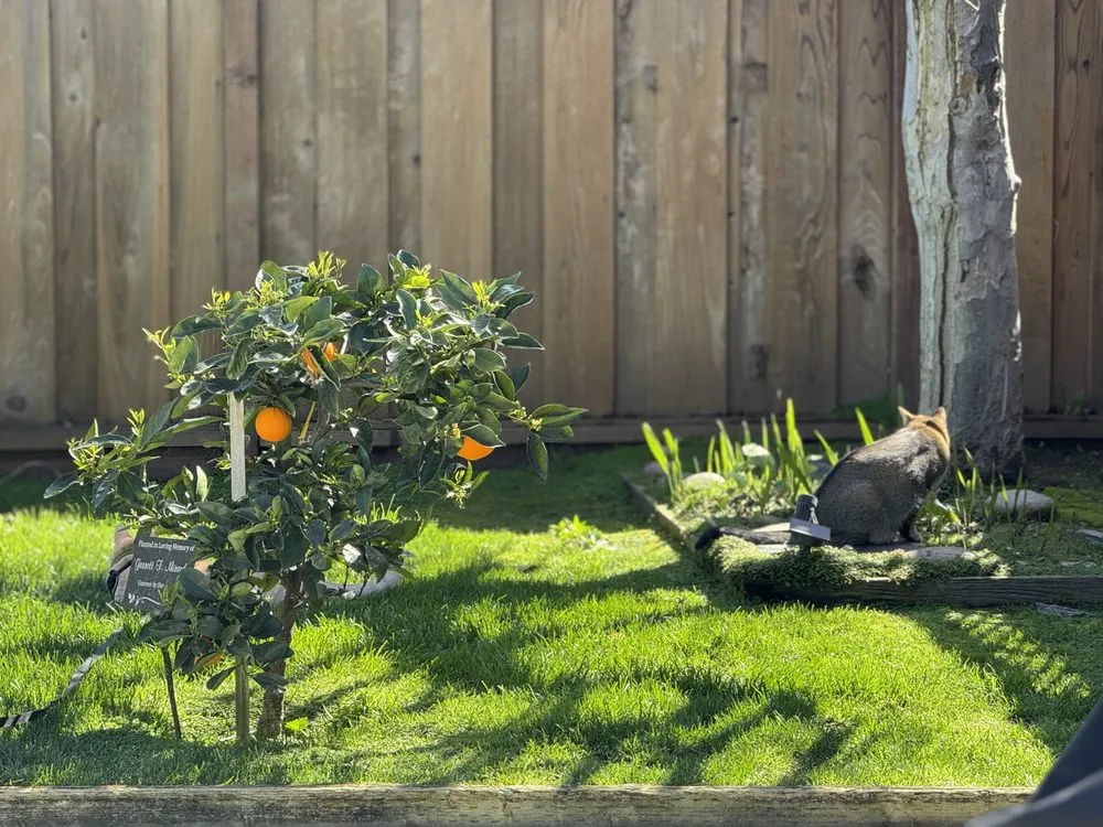 Professional garden landscaping for beautiful yards across Fremont, CA - Dutra Landscape & Gardening