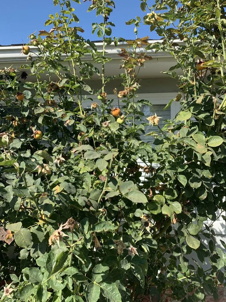 Local lawn care service in Fremont, CA - Dutra Landscape & Gardening