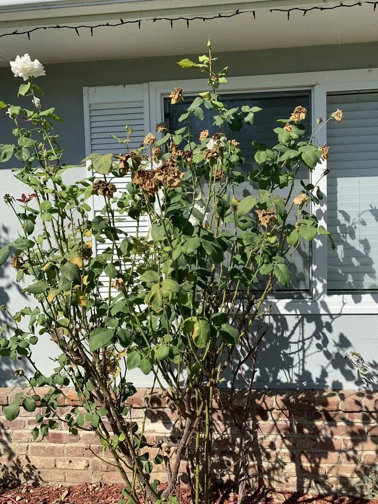 Professional landscape installation with custom design in Fremont, CA by Dutra Landscape & Gardening