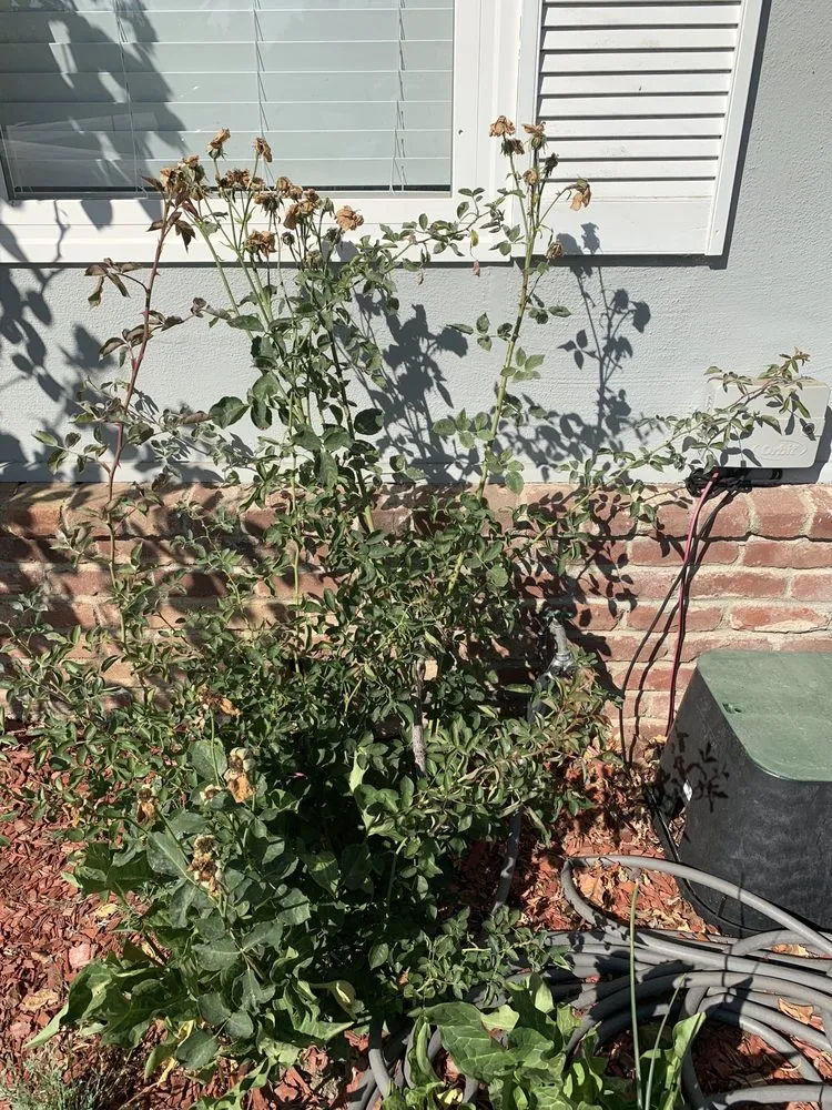 Custom yard maintenance for outdoor upgrades across Fremont, CA - Dutra Landscape & Gardening