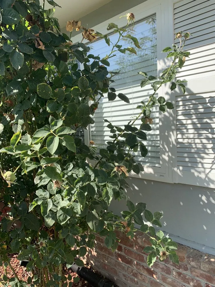 Reliable lawn mowing service in Fremont, CA by Dutra Landscape & Gardening