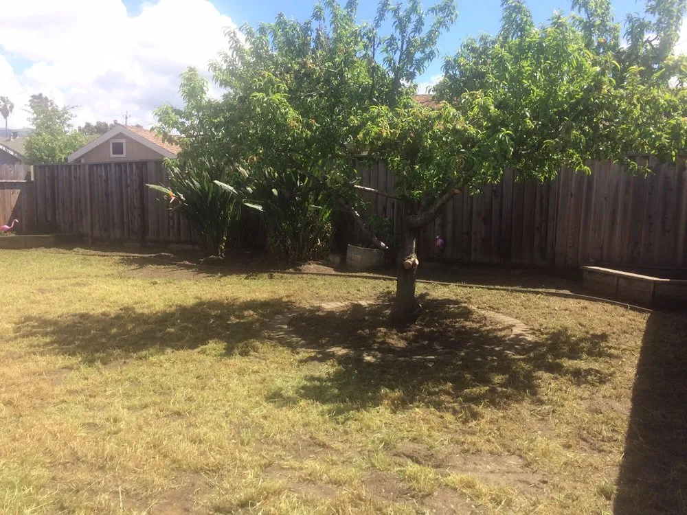 Custom lawn mowing service for beautiful yards across Fremont, CA - Dutra Landscape & Gardening