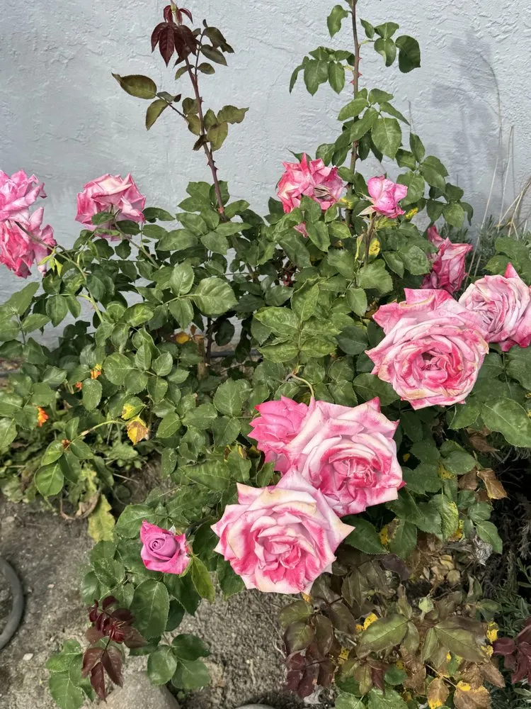 Expert landscape installation in Fremont, CA by Dutra Landscape & Gardening