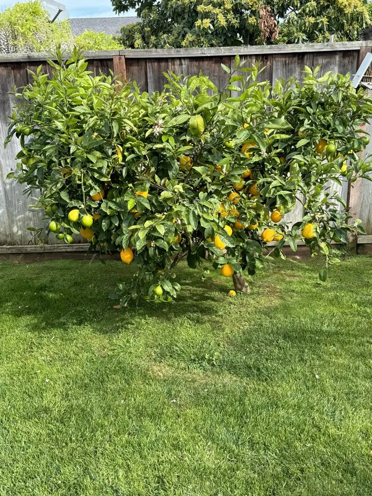 Local yard cleanup service experts serving Fremont, CA - Dutra Landscape & Gardening