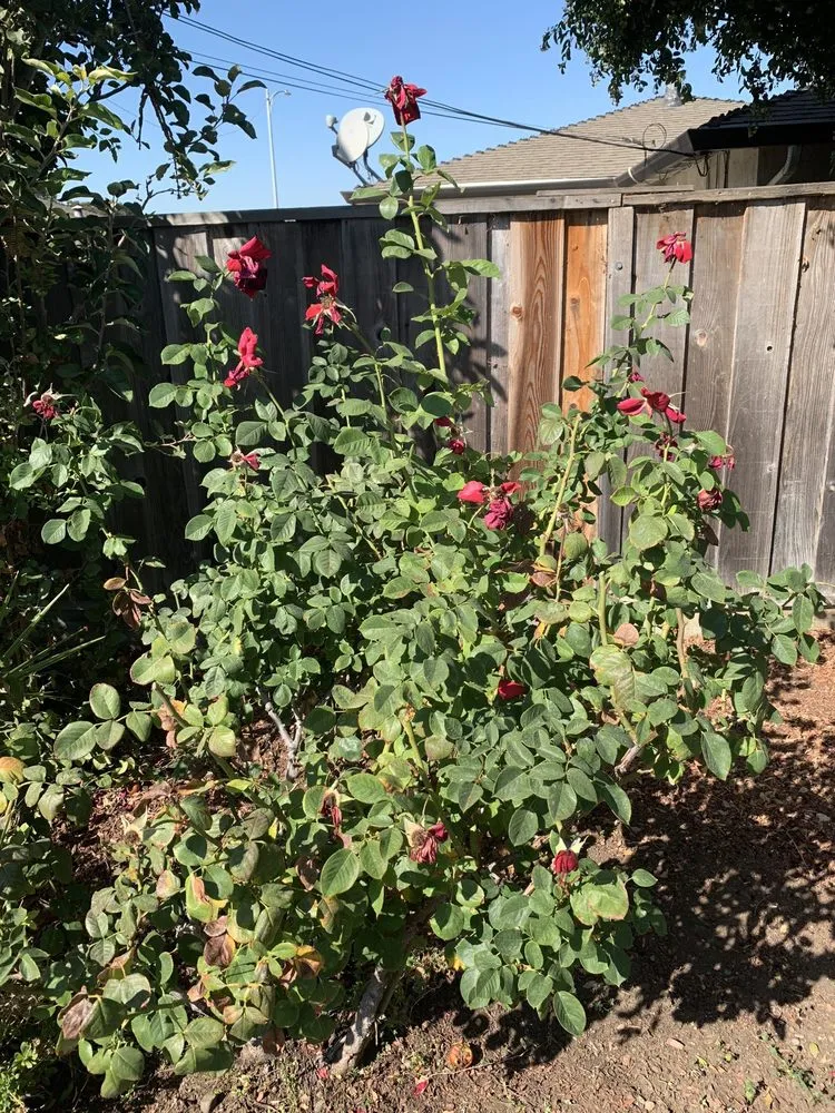 Local yard cleanup service in Fremont, CA - Dutra Landscape & Gardening