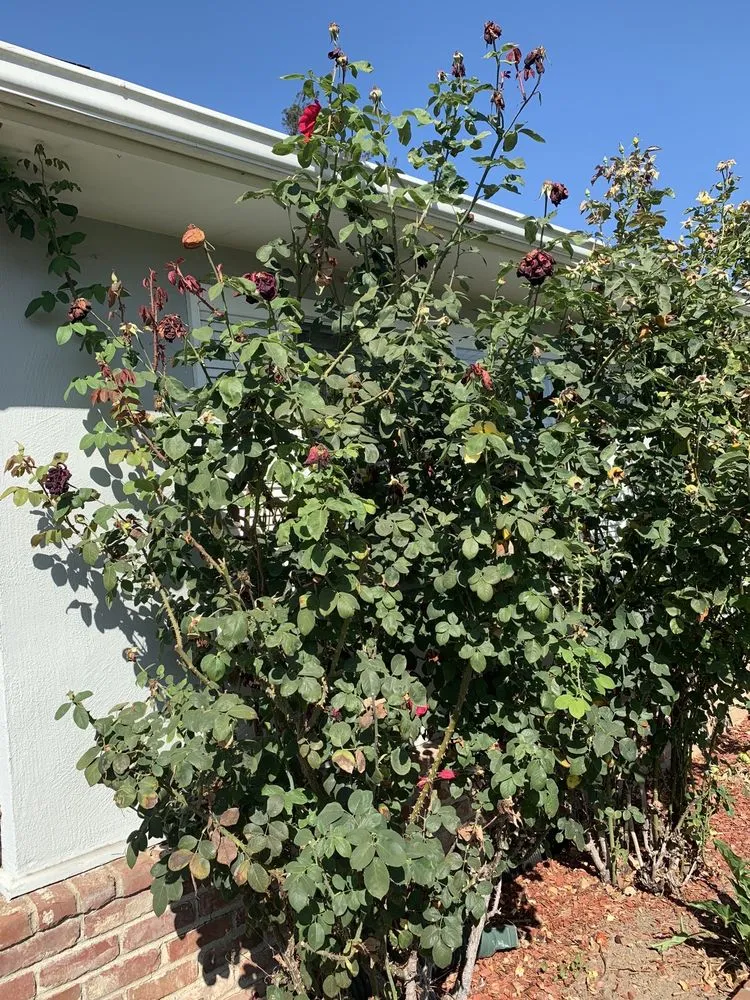 Affordable landscape installation in Fremont, CA by Dutra Landscape & Gardening