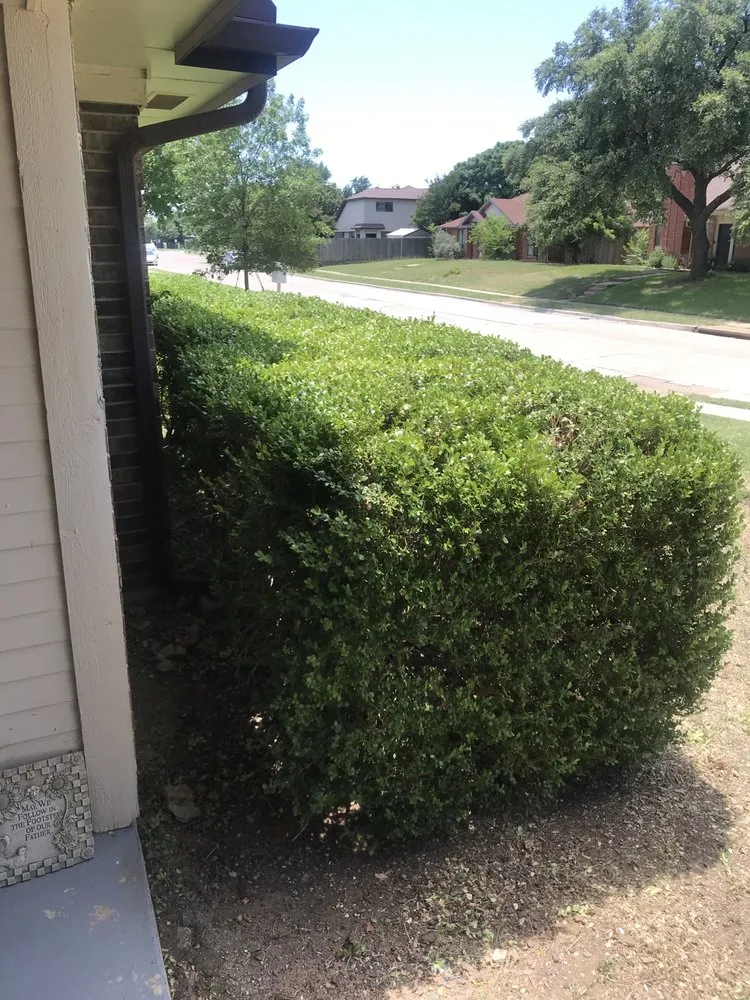 Expert lawn care service in Lewisville, TX by Duwane's Landscaping