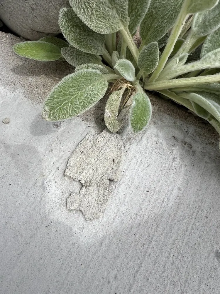 Top-rated landscaping services for outdoor upgrades in Denver, CO by D&V Concrete And Landscaping