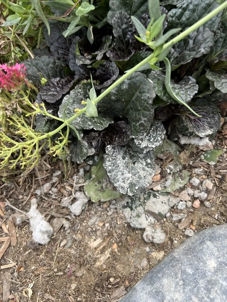 Reliable landscape design in Denver, CO by D&V Concrete And Landscaping