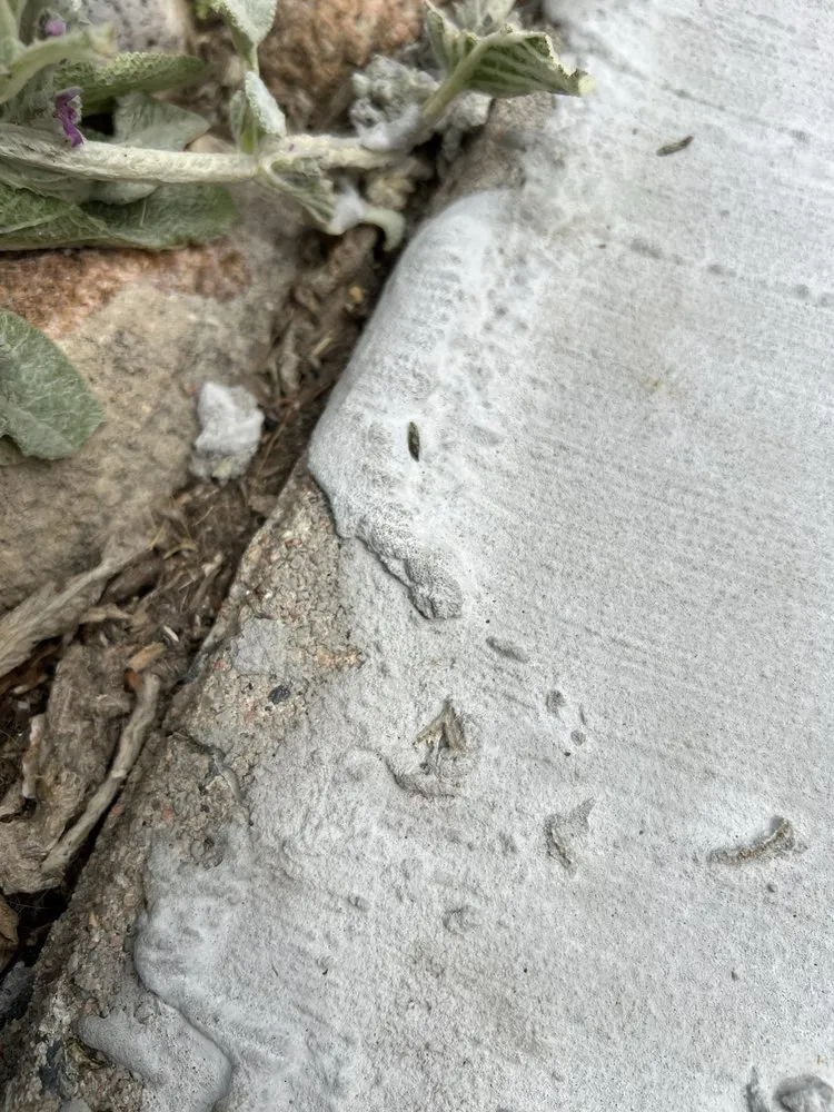 Expert lawn care service near you in Denver, CO by D&V Concrete And Landscaping