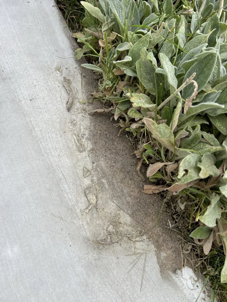 Reliable garden landscaping experts serving Denver, CO - D&V Concrete And Landscaping