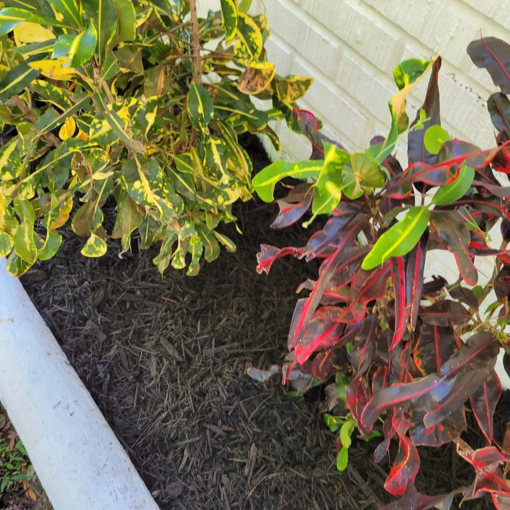 Custom landscaping services for beautiful yards across Valrico, FL - D&V Lawn Services And More